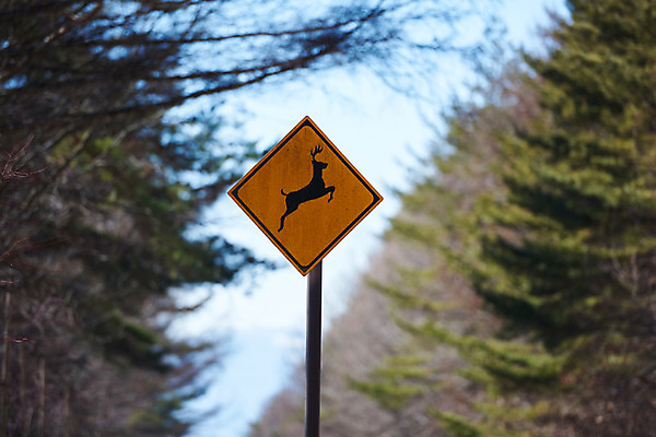 포토 JPG 주간 나무 야생동물 자연 사슴 풍경 사람없음 야외 아웃포커스 표지판 숲 사슴모양 야생동물보호 국내포토 자연요소 모양 식물 동물 포유류 알림판 촬영기법 생태계 파일형식
