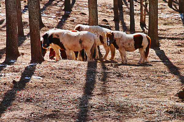 포토 JPG 주간 나무 여러마리 자연 사람없음 야외 가축 목초지 조랑말 국내포토 자연요소 식물 동물 다수 목장 말_동물 생태계 파일형식 초원_자연