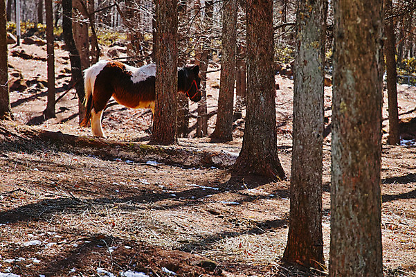 포토 JPG 주간 나무 한마리 자연 사람없음 야외 가축 목초지 조랑말 국내포토 자연요소 식물 동물 1 목장 말_동물 생태계 파일형식 초원_자연