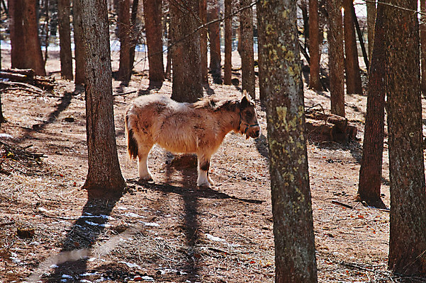 포토 JPG 주간 나무 한마리 자연 사람없음 야외 가축 목초지 조랑말 국내포토 자연요소 식물 동물 1 목장 말_동물 생태계 파일형식 초원_자연