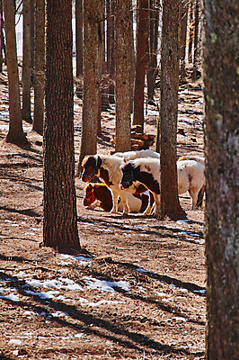 포토 JPG 주간 나무 여러마리 자연 사람없음 야외 가축 목초지 조랑말 국내포토 자연요소 식물 동물 다수 목장 말_동물 생태계 파일형식 초원_자연