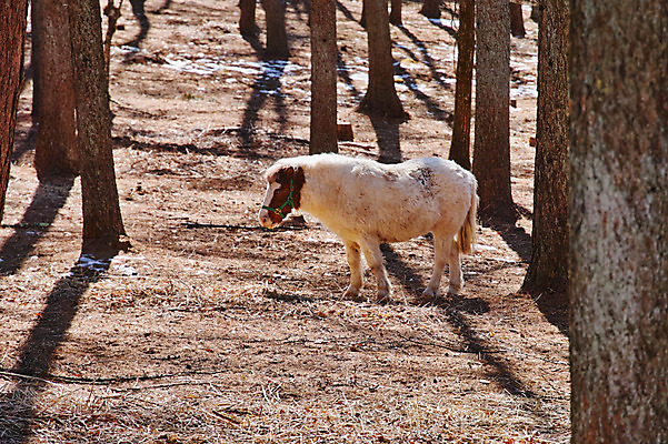 포토 JPG 주간 나무 한마리 자연 사람없음 야외 가축 목초지 조랑말 국내포토 자연요소 식물 동물 1 목장 말_동물 생태계 파일형식 초원_자연