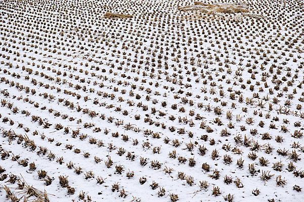 포토 JPG 주간 설경 자연 논 풍경 사람없음 야외 눈 겨울풍경 국내포토 자연요소 겨울 농업 날씨 생태계 파일형식
