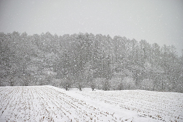 포토 JPG 주간 설경 자연 논 풍경 사람없음 야외 눈 겨울풍경 국내포토 자연요소 겨울 농업 날씨 생태계 파일형식