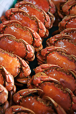 포토 JPG 음식 여러마리 식재료 근접촬영 사람없음 전시 꽃게 해산물 국내포토 뷰포인트 다수 게 파일형식