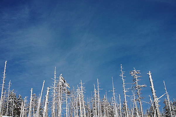 포토 JPG 주간 나무 구름 설경 겨울 자연 하늘 풍경 사람없음 야외 눈 숲 겨울풍경 국내포토 자연요소 식물 계절 날씨 생태계 파일형식