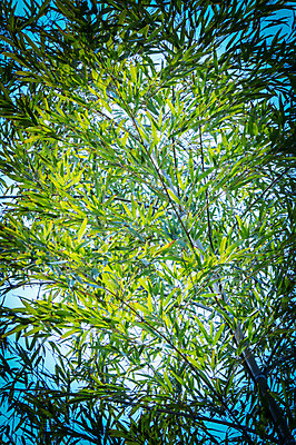 포토 JPG 주간 자연 사람없음 야외 초록색 나뭇가지 숲 대나무 대나무숲 대나무잎 국내포토 자연요소 나무 컬러 잎 생태계 파일형식