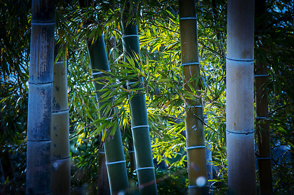 포토 JPG 주간 자연 풍경 사람없음 야외 초록색 숲 대나무 대나무숲 대나무잎 국내포토 자연요소 나무 컬러 잎 생태계 파일형식