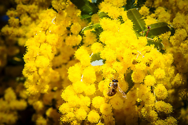 포토 JPG 주간 한마리 꽃 여러송이 자연 근접촬영 사람없음 야외 아웃포커스 노란색 꿀벌 국내포토 자연요소 식물 1 뷰포인트 컬러 다수 촬영기법 벌_곤충 생태계 파일형식