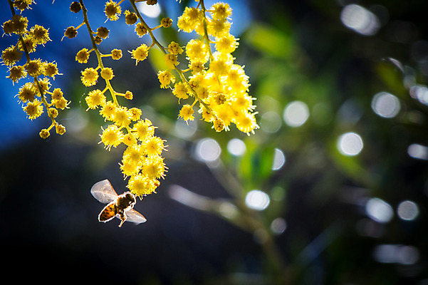 포토 JPG 주간 한마리 꽃 여러송이 자연 사람없음 야외 아웃포커스 노란색 꿀벌 벌 국내포토 자연요소 식물 1 컬러 다수 곤충 촬영기법 벌_곤충 생태계 파일형식
