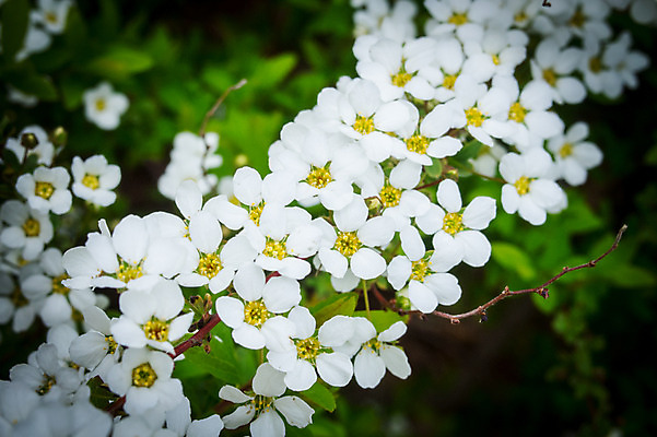 포토 JPG 주간 꽃 여러송이 자연 근접촬영 사람없음 야외 아웃포커스 국내포토 자연요소 식물 뷰포인트 다수 촬영기법 생태계 파일형식