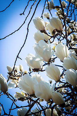 포토 JPG 주간 꽃 여러송이 봄꽃 자연 하늘 사람없음 야외 아웃포커스 봄 나뭇가지 목련 국내포토 자연요소 나무 식물 계절 다수 촬영기법 생태계 파일형식