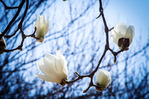 포토 JPG 주간 꽃 여러송이 봄꽃 자연 사람없음 야외 아웃포커스 봄 나뭇가지 목련 국내포토 자연요소 나무 식물 계절 다수 촬영기법 생태계 파일형식