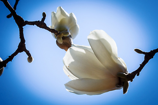 포토 JPG 주간 꽃 봄꽃 자연 하늘 사람없음 야외 봄 나뭇가지 두송이 목련 국내포토 자연요소 나무 식물 계절 2 생태계 파일형식