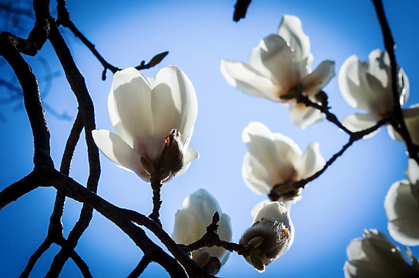 포토 JPG 주간 꽃 여러송이 봄꽃 자연 하늘 사람없음 야외 아웃포커스 봄 나뭇가지 목련 국내포토 자연요소 나무 식물 계절 다수 촬영기법 생태계 파일형식