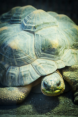 포토 JPG 주간 동물 한마리 야생동물 파충류 사람없음 야외 거북이 국내포토 자연요소 1 파일형식