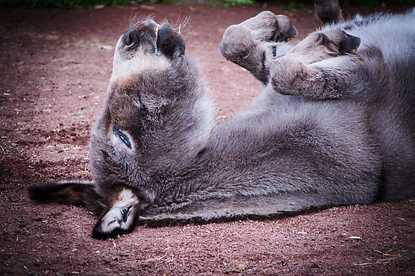 포토 JPG 주간 동물 한마리 사람없음 야외 눕기 가축 당나귀 국내포토 자연요소 1 모션 말_동물 파일형식
