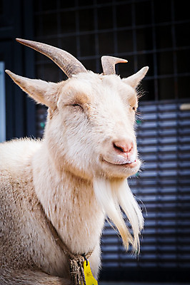 포토 JPG 주간 동물 한마리 염소 사람없음 야외 가축 염소뿔 국내포토 자연요소 1 포유류 파일형식