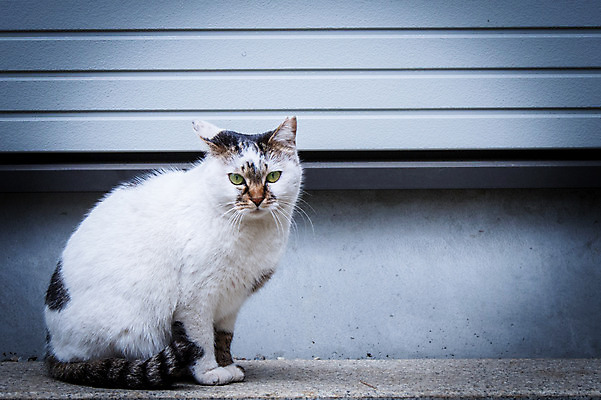 포토 JPG 주간 동물 한마리 사람없음 야외 반려동물 고양이 길고양이 동물라이프 반려 국내포토 자연요소 1 라이프스타일 포유류 파일형식