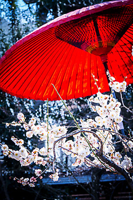 포토 JPG 주간 봄꽃 사람없음 야외 아웃포커스 일본 봄 벚꽃 나뭇가지 국내포토 자연요소 나무 계절 꽃 아시아 촬영기법 파일형식