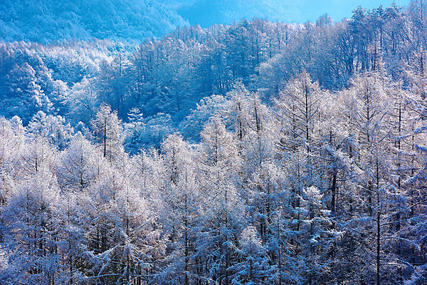 포토 JPG 주간 나무 설경 겨울 자연 풍경 사람없음 야외 일본 눈 숲 겨울풍경 국내포토 자연요소 식물 계절 아시아 날씨 생태계 파일형식