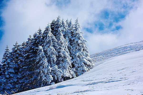 포토 JPG 주간 나무 구름 설경 겨울 자연 하늘 풍경 사람없음 야외 일본 눈 숲 겨울풍경 국내포토 자연요소 식물 계절 아시아 생태계 파일형식