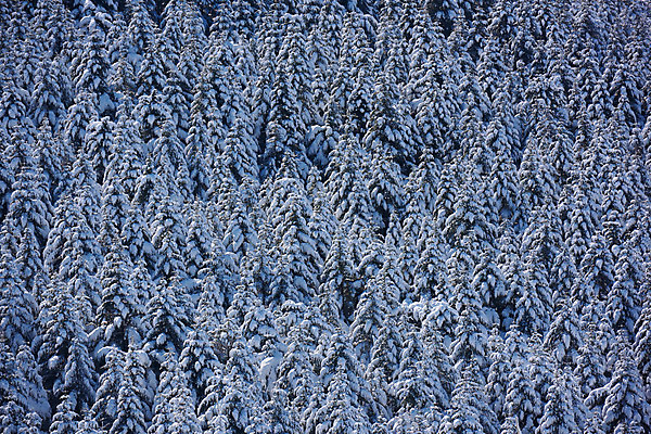 포토 JPG 주간 나무 설경 겨울 자연 풍경 사람없음 야외 일본 눈 숲 겨울풍경 국내포토 자연요소 식물 계절 아시아 날씨 생태계 파일형식