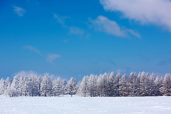 포토 JPG 주간 나무 구름 설경 겨울 자연 하늘 풍경 사람없음 야외 일본 눈 숲 겨울풍경 국내포토 자연요소 식물 계절 아시아 날씨 생태계 파일형식