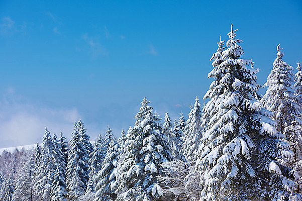 포토 JPG 주간 나무 구름 설경 겨울 자연 하늘 풍경 사람없음 야외 일본 눈 숲 겨울풍경 국내포토 자연요소 식물 계절 아시아 날씨 생태계 파일형식