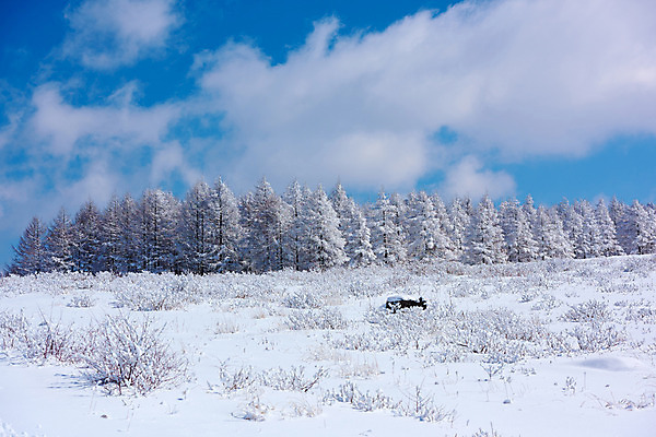 포토 JPG 주간 나무 구름 설경 겨울 자연 하늘 풍경 사람없음 야외 일본 눈 숲 겨울풍경 국내포토 자연요소 식물 계절 아시아 날씨 생태계 파일형식