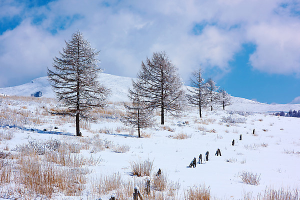 포토 JPG 주간 나무 구름 설경 겨울 자연 하늘 산 풍경 사람없음 야외 일본 눈 겨울풍경 국내포토 자연요소 식물 계절 아시아 날씨 생태계 파일형식