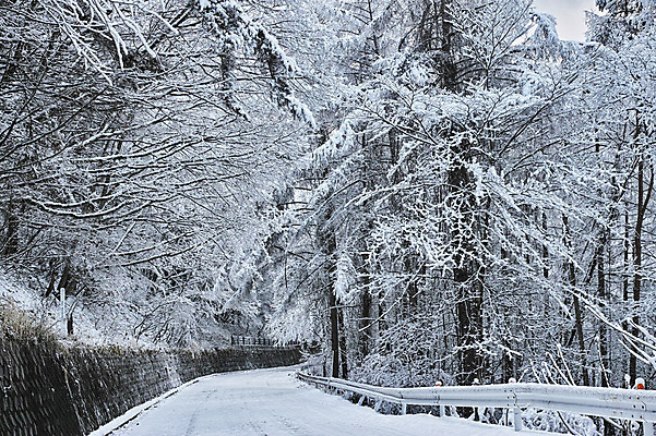 포토 JPG 주간 나무 도로 설경 겨울 자연 풍경 사람없음 야외 일본 원근감 눈 커브길 숲 안전펜스 겨울풍경 국내포토 자연요소 식물 계절 아시아 길 뷰포인트 교통시설 날씨 울타리 생태계 파일형식