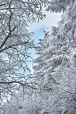포토 JPG 주간 나무 구름 설경 겨울 자연 하늘 풍경 사람없음 야외 일본 눈 숲 겨울풍경 국내포토 자연요소 식물 계절 아시아 날씨 생태계 파일형식