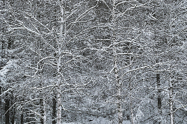 포토 JPG 주간 나무 설경 겨울 자연 풍경 사람없음 야외 일본 눈 숲 겨울풍경 국내포토 자연요소 식물 계절 아시아 날씨 생태계 파일형식