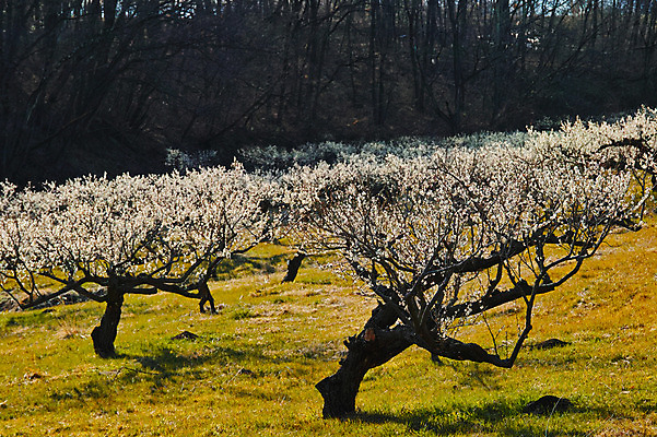 포토 JPG 주간 봄꽃 자연 풍경 사람없음 야외 봄 숲 매화 매화나무 국내포토 자연요소 나무 계절 꽃 생태계 파일형식