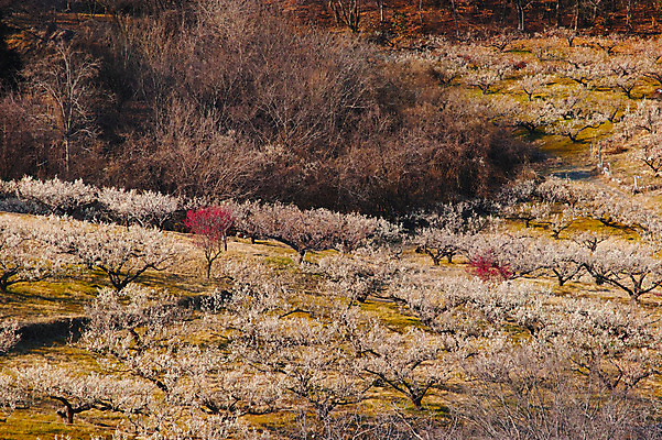 포토 JPG 주간 봄꽃 자연 풍경 사람없음 야외 봄 매화 매화나무 국내포토 자연요소 나무 계절 꽃 생태계 파일형식