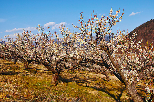 포토 JPG 주간 구름 봄꽃 자연 하늘 풍경 사람없음 야외 봄 매화 매화나무 국내포토 자연요소 나무 계절 꽃 생태계 파일형식