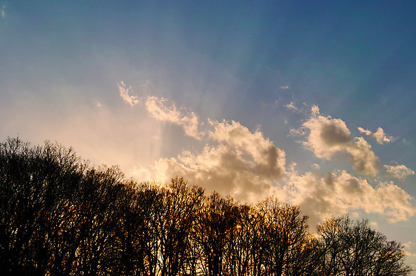 포토 JPG 주간 나무 구름 자연 하늘 풍경 사람없음 야외 햇빛 노을 국내포토 자연요소 식물 태양 생태계 파일형식