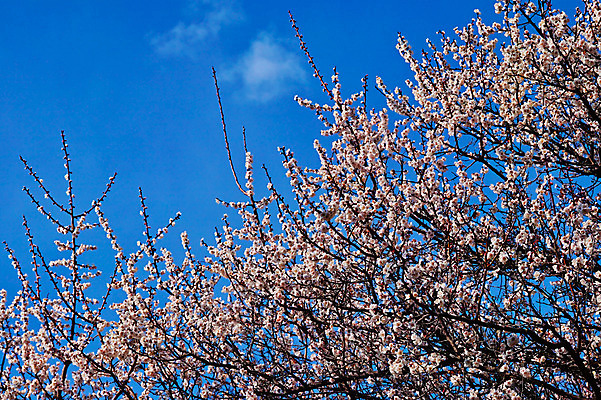 포토 JPG 주간 나무 구름 봄꽃 하늘 풍경 사람없음 야외 봄 벚꽃 나뭇가지 국내포토 자연요소 식물 계절 꽃 파일형식