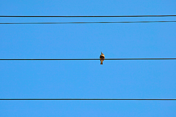 포토 JPG 주간 한마리 자연 하늘 풍경 사람없음 야외 전선 참새 국내포토 자연요소 1 조류 생태계 파일형식