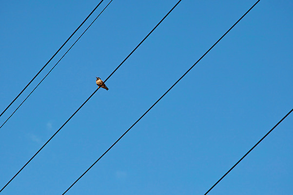 포토 JPG 주간 한마리 자연 하늘 풍경 사람없음 야외 전선 참새 국내포토 자연요소 1 조류 생태계 파일형식