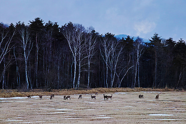 포토 JPG 주간 나무 구름 여러마리 자연 하늘 사슴 풍경 사람없음 야외 가축 목초지 숲 국내포토 자연요소 식물 동물 다수 포유류 목장 생태계 파일형식 초원_자연
