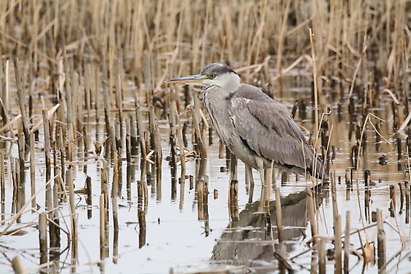 포토 JPG 주간 한마리 야생동물 자연 사람없음 야외 학 습지 왜가리 국내포토 자연요소 동물 1 조류 생태계 파일형식