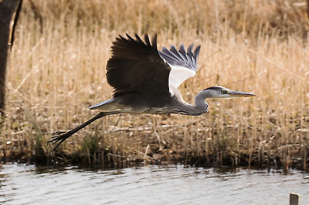 포토 JPG 주간 한마리 야생동물 자연 사람없음 야외 학 비행 습지 왜가리 날갯짓 국내포토 자연요소 동물 1 조류 생태계 파일형식