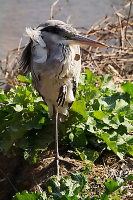 포토 JPG 주간 한마리 야생동물 자연 사람없음 야외 학 습지 왜가리 국내포토 자연요소 동물 1 조류 생태계 파일형식