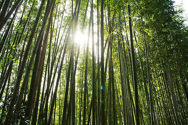 포토 JPG 주간 자연 풍경 사람없음 야외 초록색 햇빛 숲 대나무 대나무숲 국내포토 자연요소 나무 컬러 태양 생태계 파일형식
