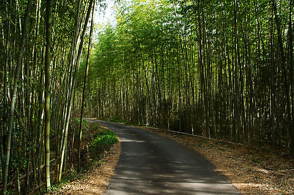 포토 JPG 주간 자연 풍경 사람없음 야외 초록색 원근감 숲 대나무 숲길 대나무숲 국내포토 자연요소 나무 길 뷰포인트 컬러 생태계 파일형식