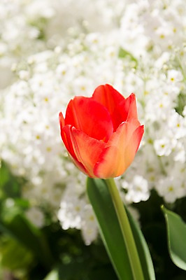 포토 JPG 주간 꽃 여러송이 봄꽃 자연 근접촬영 사람없음 야외 아웃포커스 봄 튤립 국내포토 자연요소 식물 계절 뷰포인트 다수 촬영기법 생태계 파일형식