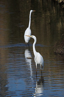 포토 JPG 주간 야생동물 두마리 자연 물그림자 사람없음 야외 학 습지 왜가리 국내포토 자연요소 동물 2 조류 그림자 생태계 파일형식