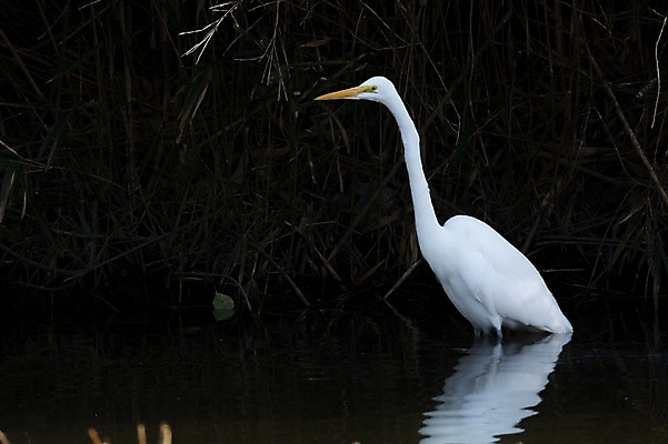 포토 JPG 주간 한마리 야생동물 자연 사람없음 야외 학 습지 왜가리 국내포토 자연요소 동물 1 조류 생태계 파일형식